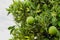 Orange trees with young unripe orange fruits.