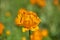 Orange Trollius - Blooming globeflower in Siberian forest - close up