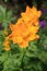 Orange trollius ledebourii flowers