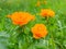 Orange trollius on meadow