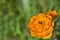 Orange Trollius with small insect in the middle - Blooming globeflower in Siberian forest