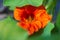 Orange Tropaeolum majus flower on sunset