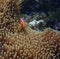 Orange tropical clownfish or anemonefish underwater with anemone