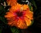 Orange Tropical Fiesta Hibiscus Flower Easter Island Chile