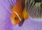 Orange tropical fish in the coral reef on Maldive islands.