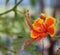 Orange tropical flower