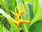 Orange Tropical Flower Canna Pretoria .Orange Canna indica flower. Canna flower orange. Canna flower close up.Orange flower