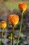 Orange Tropical Flowers