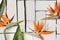 Orange tropical flowers and exotic leaves lie on a table of white plaque boards. A bird of paradise.