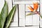 Orange tropical flowers and exotic leaves lie on a table of white plaque boards. A bird of paradise.