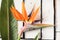 Orange tropical flowers and exotic leaves lie on a table of white plaque boards. A bird of paradise.