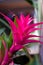 Orange tropical plant . Closeup pink bromelia or guzmania plant. Freshy flower. Exotic plant. Homedecor plant