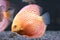 Orange tropical Symphysodon stunted discus fish in fishtank.