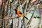 Orange Troupial perched on a branch