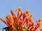 Orange trumpet on blue sky background, Pyrostegia Venusta