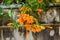 Orange trumpet, Flame flower, Fire-cracker vine