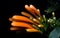 Orange trumpet, Flame flower, Fire-cracker vine over black