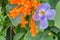 Orange trumpet, Flame flower, Fire-cracker vine ,Pyrostegia venusta, Bignoniaceae and Bengal clock vine, Blue Trumpet, Blue Skyflo