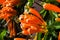 Orange trumpetflower Bignoniaceae