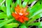 Orange Tufted airplant blooming (Guzmania sp) - Shallow DoF