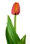 Orange Tulip