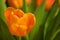 Orange tulip