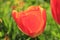 Orange tulip blossom