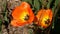 Orange Tulip Blossoms In Springtime