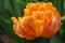 Orange tulip / blurry background