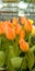 orange tulip buds blooming at an indoor exhibition beautiful flora in a greenhouse artificial light