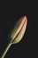 Orange tulip flower blossoming on a black background funeral decoration