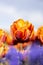 Orange Tulip Flower with blurred foreground purple blue flowers vertical 2