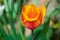 Orange Tulip flowers bloom in spring background the background of blurry tulips in a tulip garden. Nature