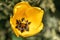 Orange Tulip flowers bloom in spring background the background of blurry tulips in a tulip garden. Nature