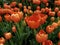orange tulip flowers in a garden in spring season