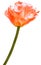 Orange  tulip. Flowers on a white  isolated background.  Closeup. Buds of a tulips on a green stalk. Nature.