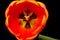 Orange Tulip Macro