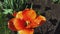 Orange tulip petals