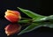 Orange tulip on a reflective surface minimalist black background