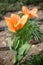 Orange tulip sweetheart