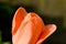 Orange tulip Tulipa