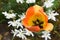 Orange tulip view from top among white flower bed