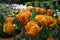 Orange Tulipa Gesneriana Flower at Garden and Park