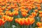 Orange Tulipa Gesneriana in Garden