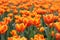 Orange Tulipa Gesneriana in Garden