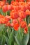 Orange tulips