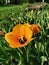 Orange tulips with a black core on a bed of green leaves. The festival of tulips on Elagin Island in St. Petersburg