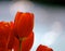 Orange Tulips with Blurred Background