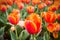 Orange tulips closeup