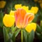 Orange tulips closeup